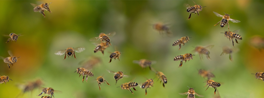 Bees flying around